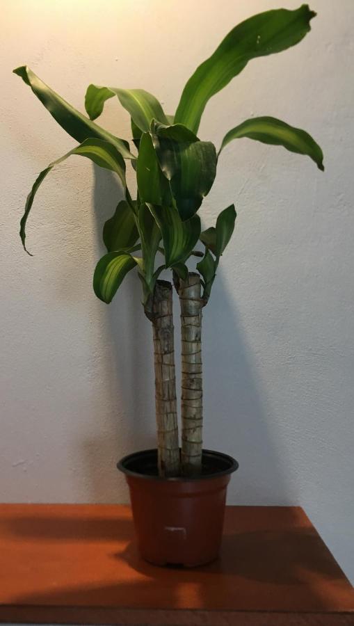 Green Lofts 칸쿤 외부 사진